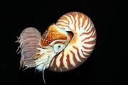 chambered nautilus