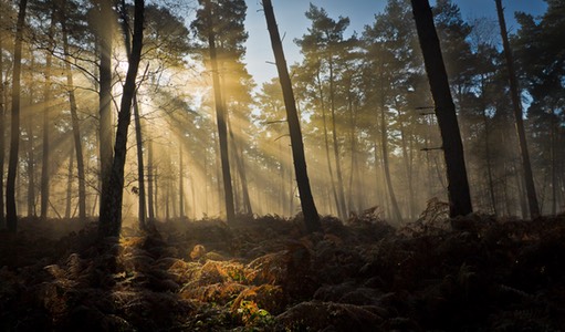 light in forest