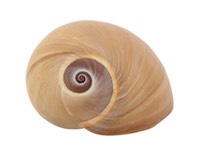 Nautilus shell